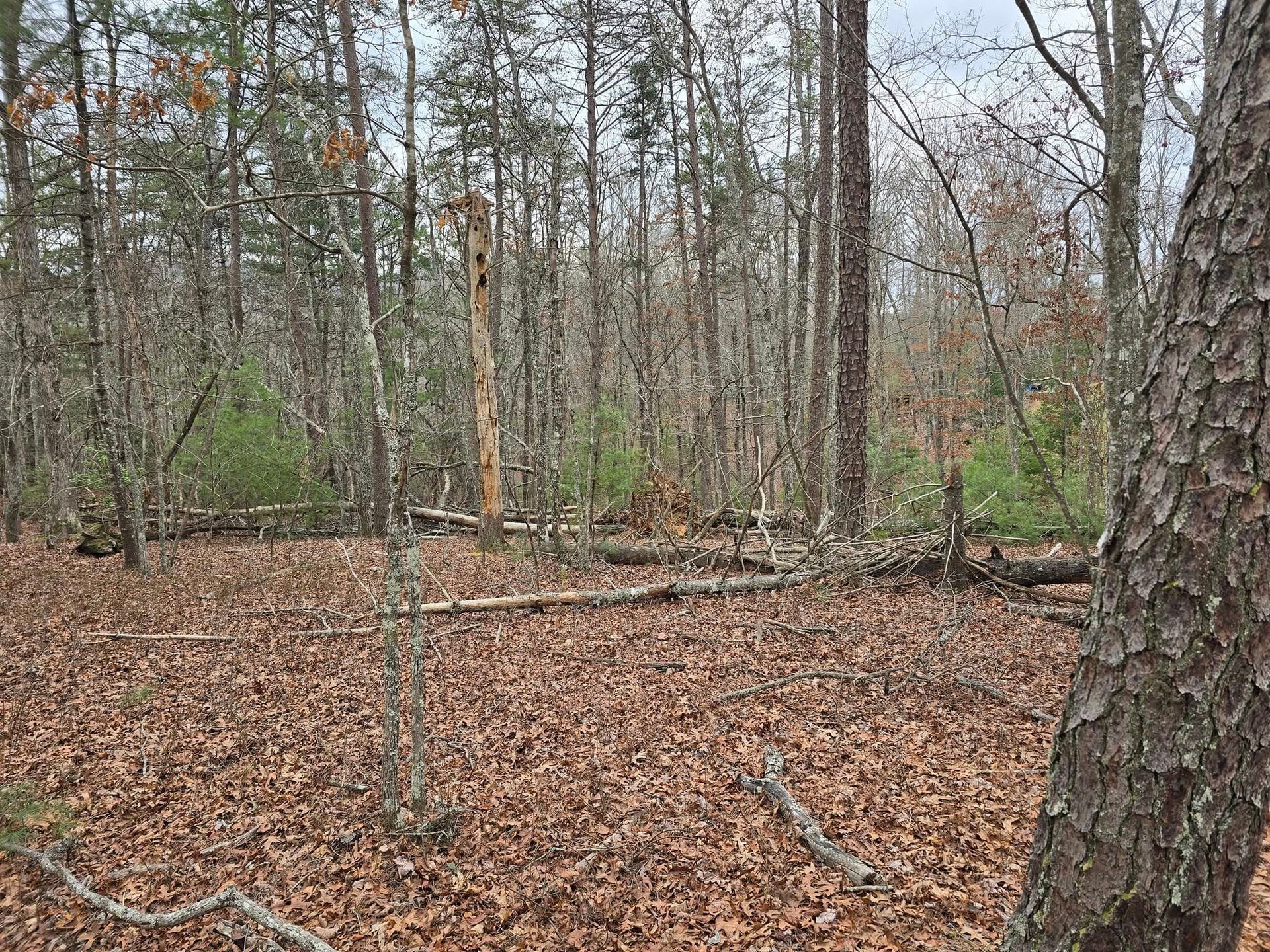 A forest with trees and leaves on the ground.