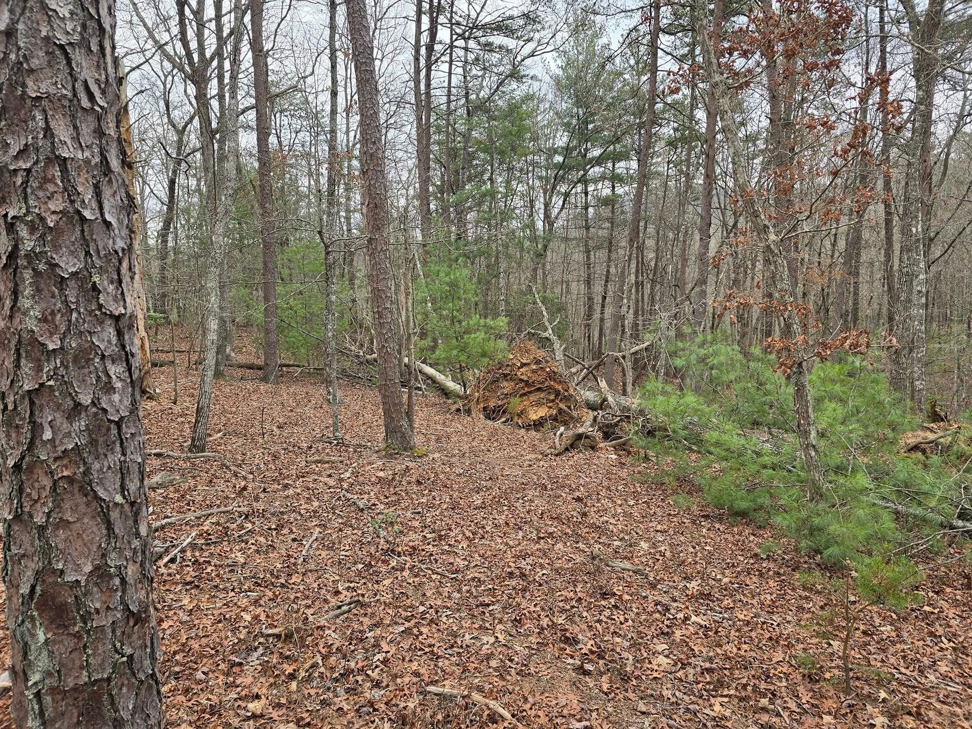 There is a pile of leaves on the ground in the middle of the forest.