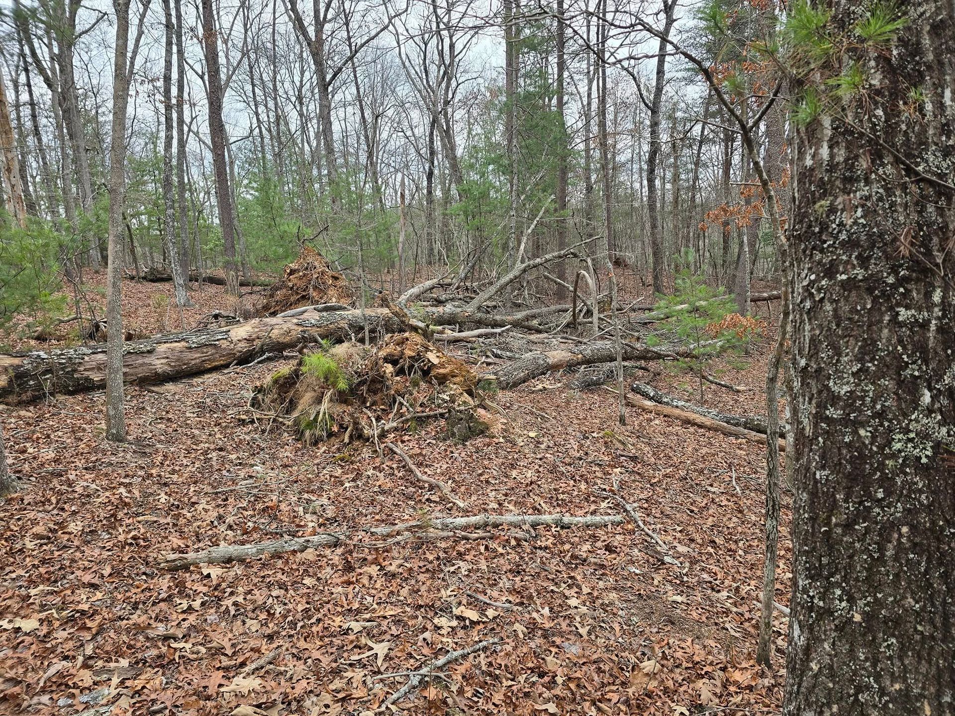 A pile of fallen trees in the middle of a forest covered in leaves.