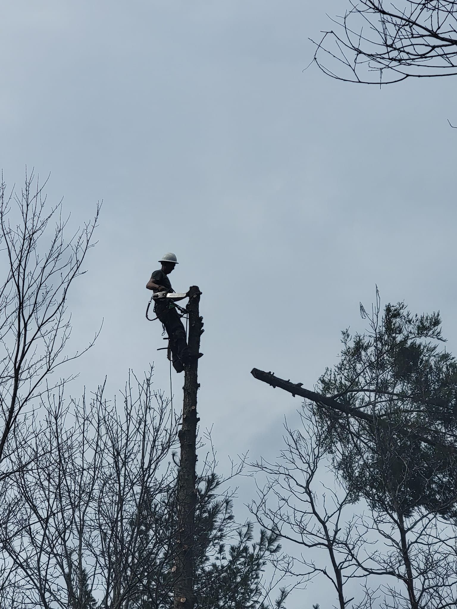 A man is climbing a tree with a chainsaw.