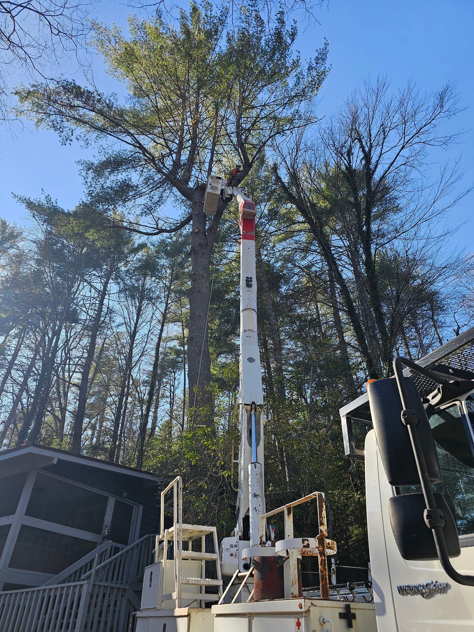 A crane is cutting a tree in the woods.