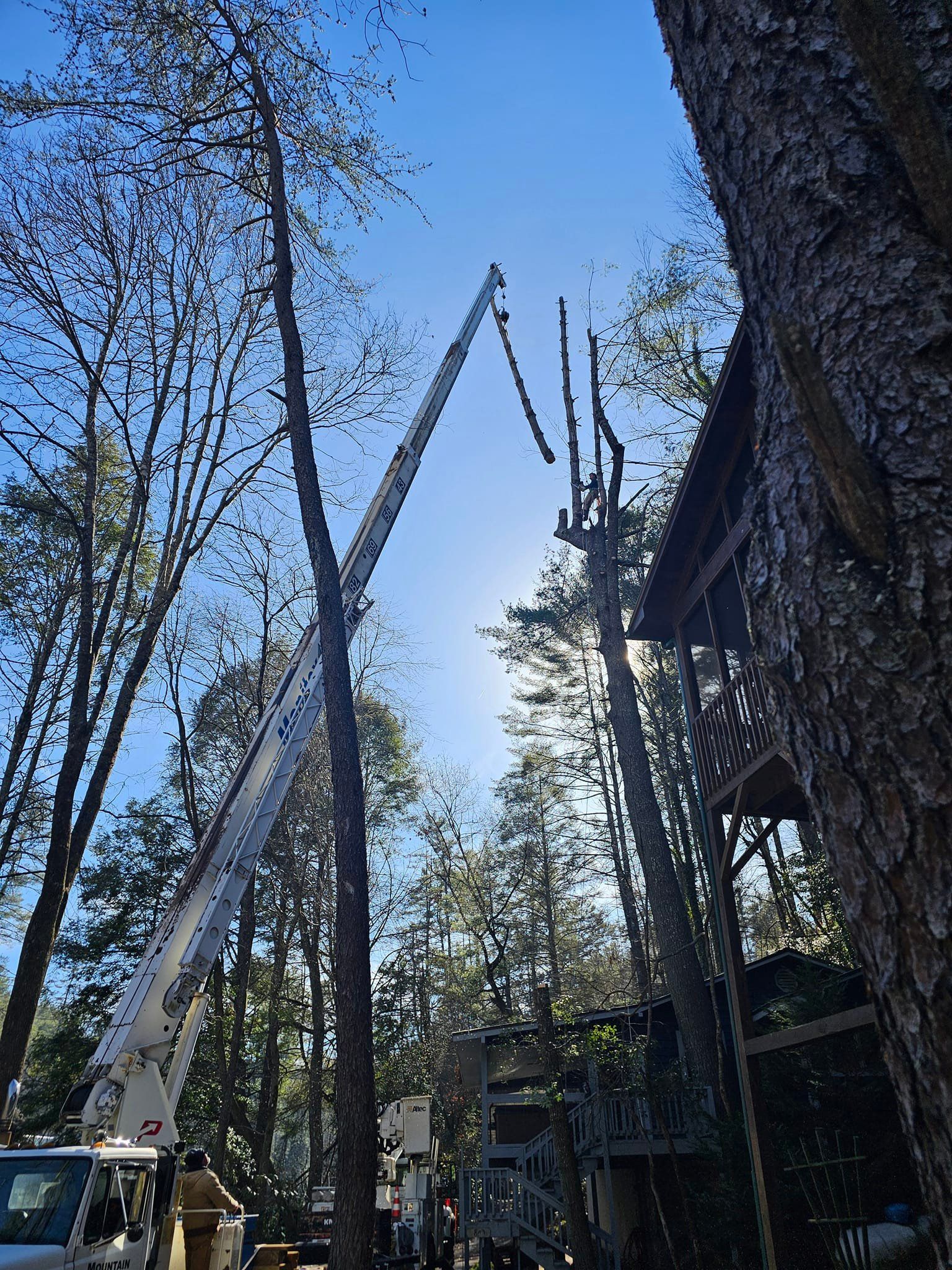 A crane is cutting a tree in front of a house.