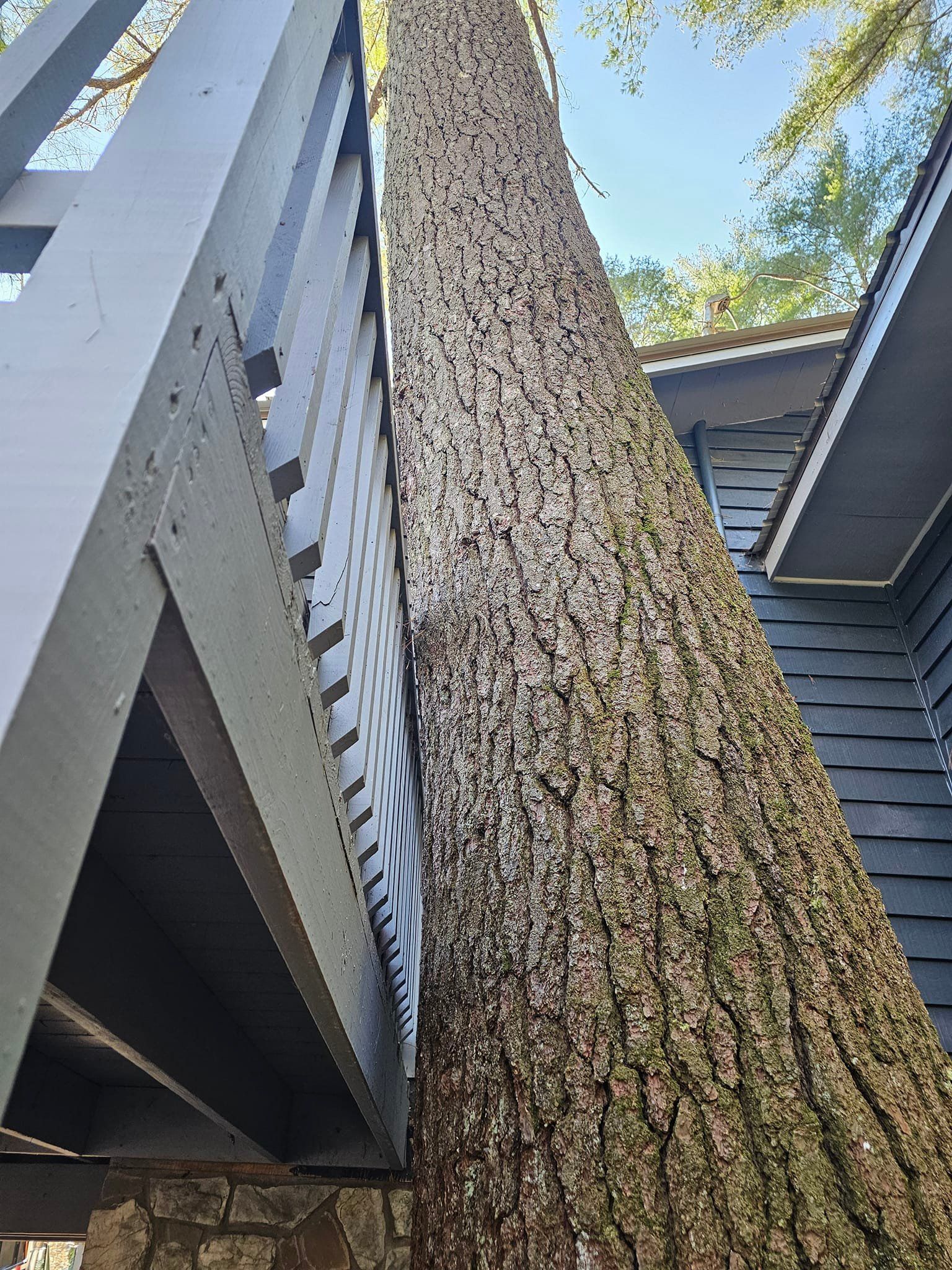 A large tree is growing next to a house.