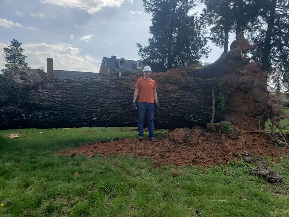 A man is standing next to a large tree stump in a field.