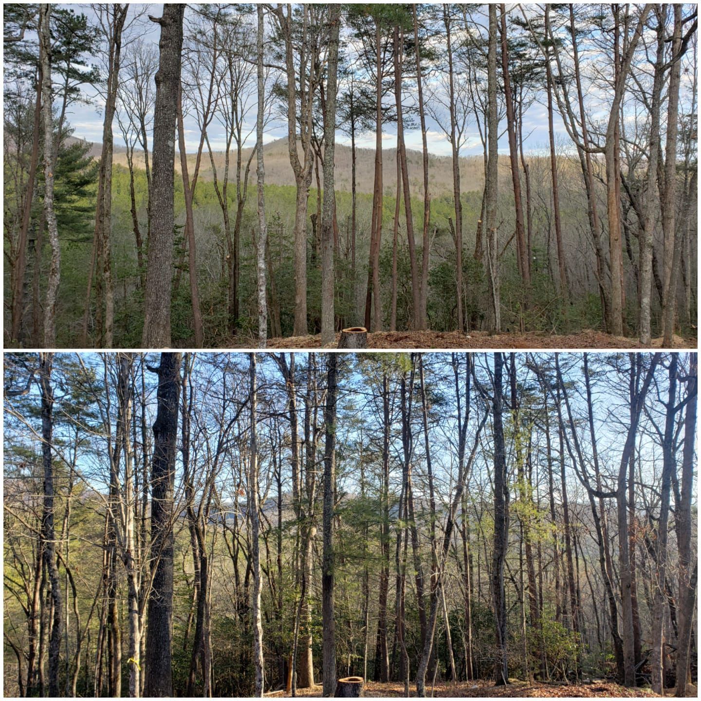 A before and after picture of a forest with trees without leaves.