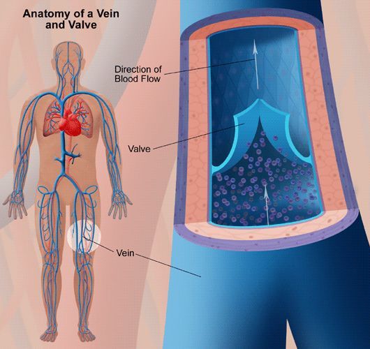 anatomy of a vein and valve