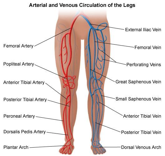 arterial_and_venous_circulation_of_the_legs
