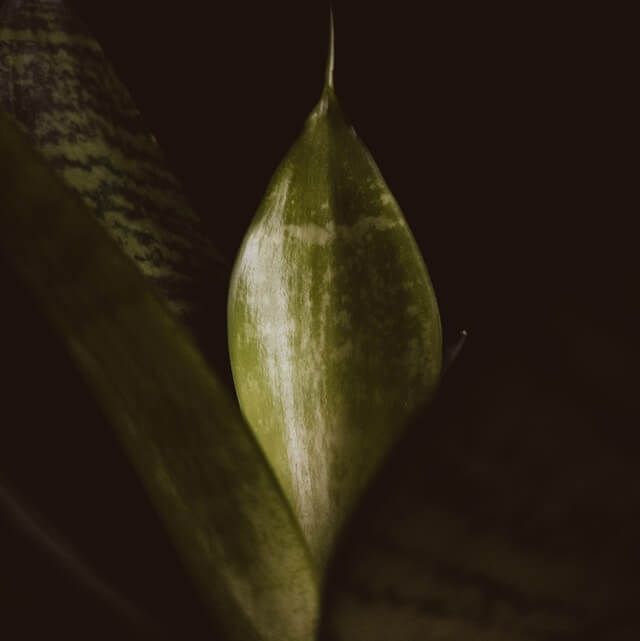Close up of a leaf symbolizing peace and tranquility.