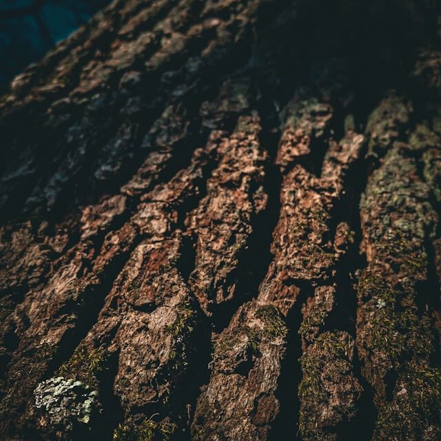 Detailed texture of rough tree bark symbolizing grounding and resilience.