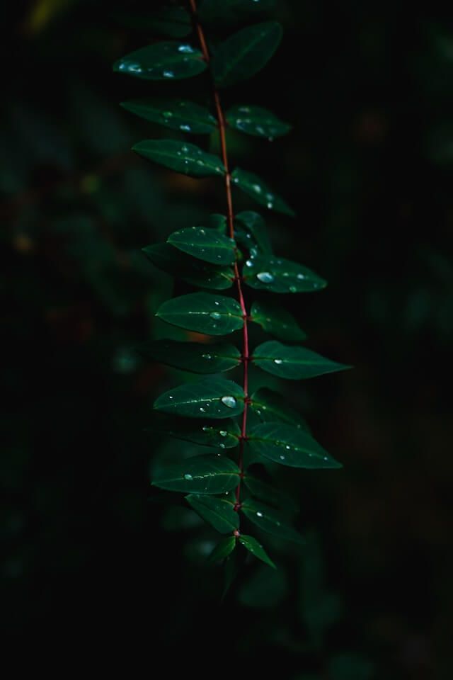 Dark green leaves covered in water droplets representing a calming focus.