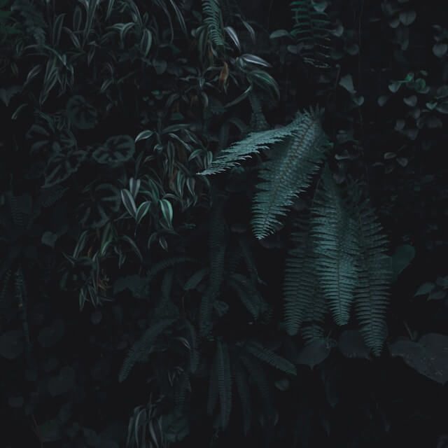 Close-up texture of a large green leaf emphasizing mindfulness in anxiety treatment.