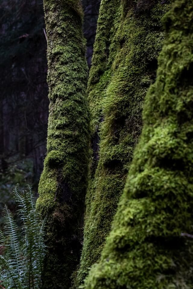 Vibrant green moss growing on forest tree trunks promoting grounding techniques.