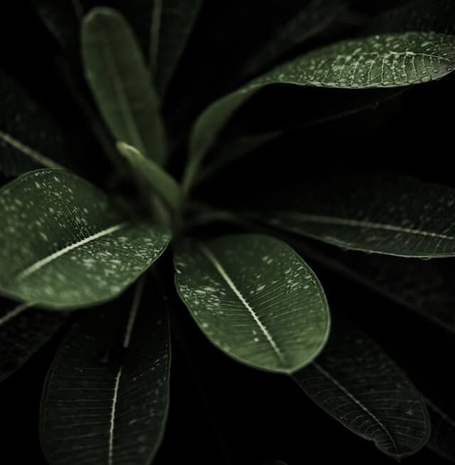 Close-up of a green plant bud emerging from the shadows.