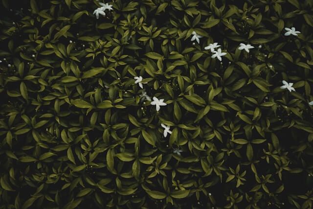 Overhead view of dense green foliage with small white flowers.