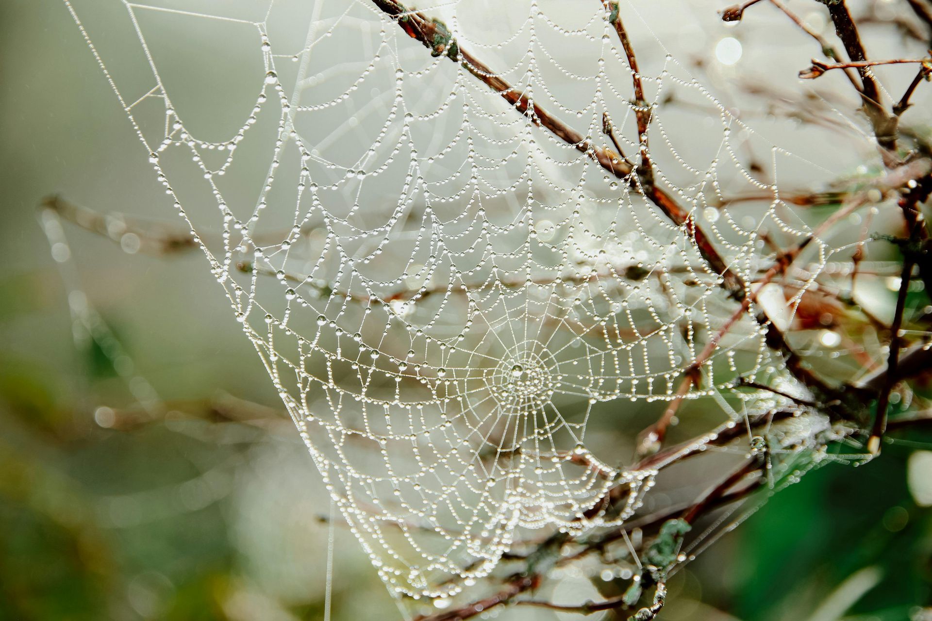 Dew drops on a spider web, illustrating the intricate networks addressed in trauma therapy.