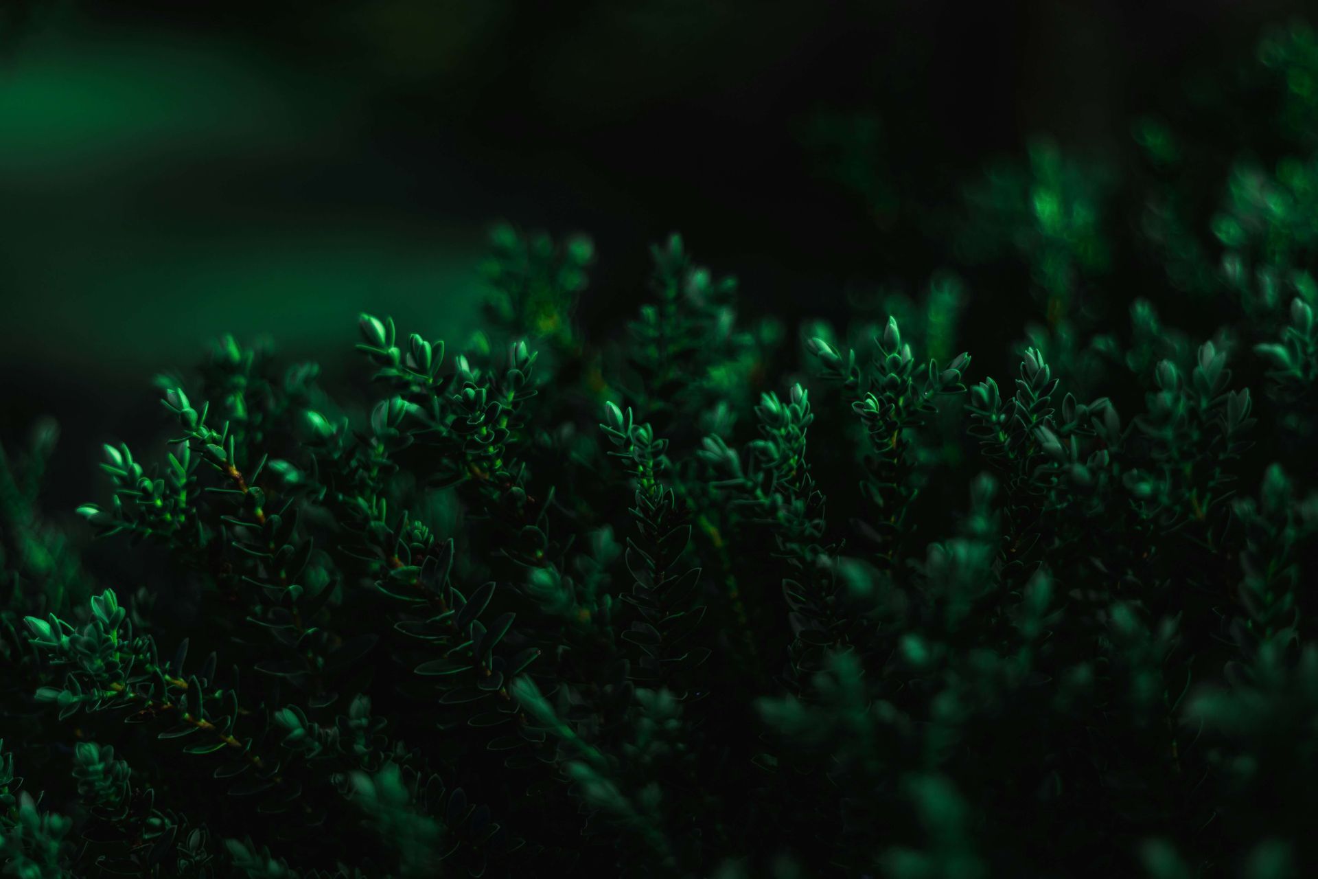 Macro photography of dark green moss providing a grounding visual for anxiety relief.