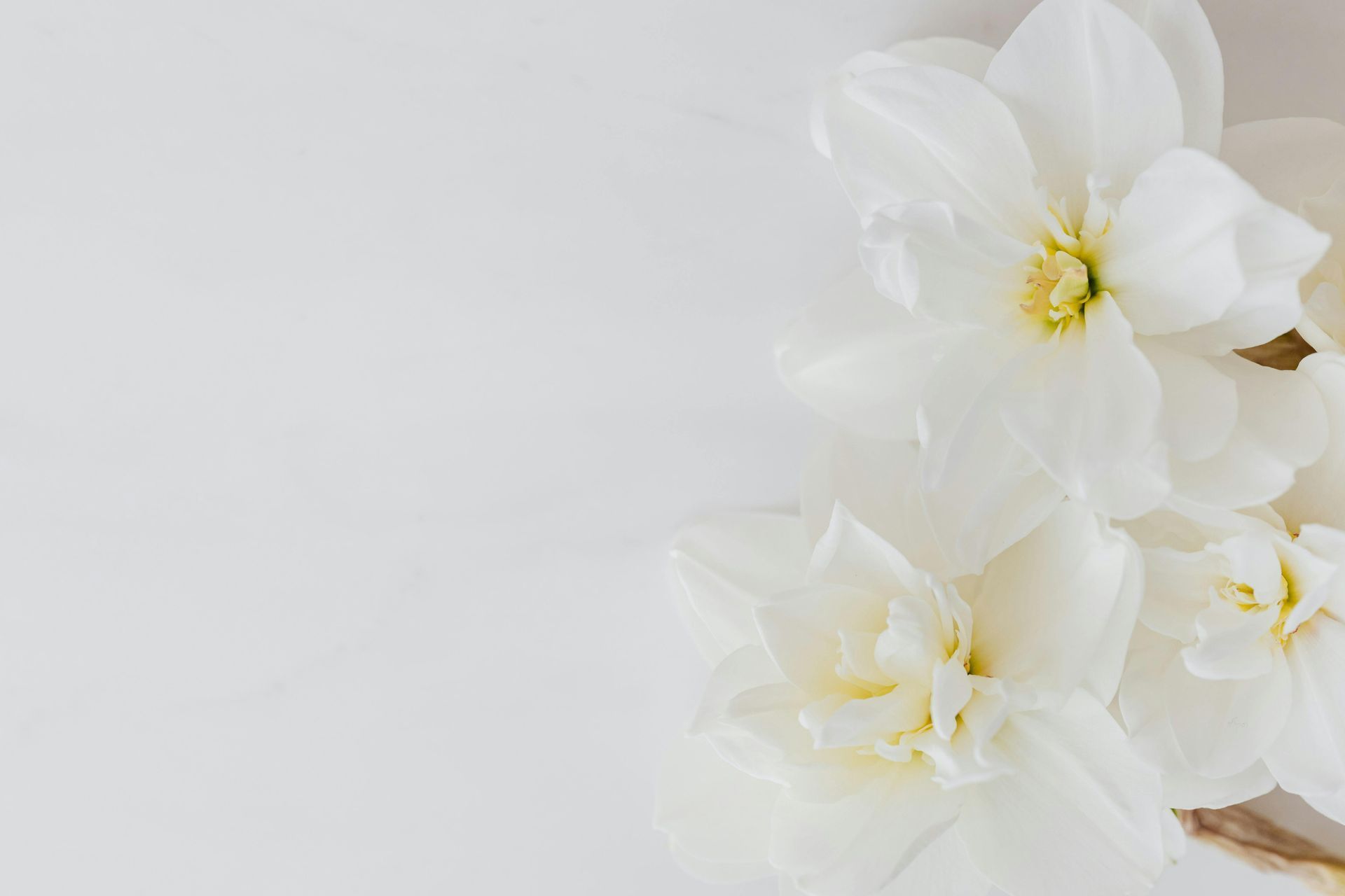 A bunch of white flowers on a white background.
