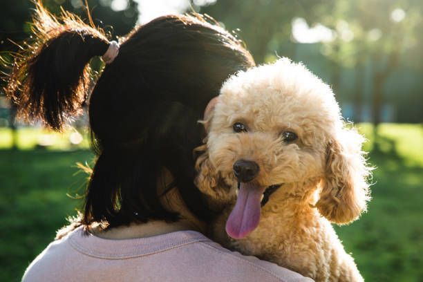 A woman is holding a small dog on her shoulder in a park.