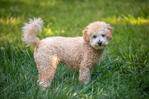 A small poodle is standing in the grass.