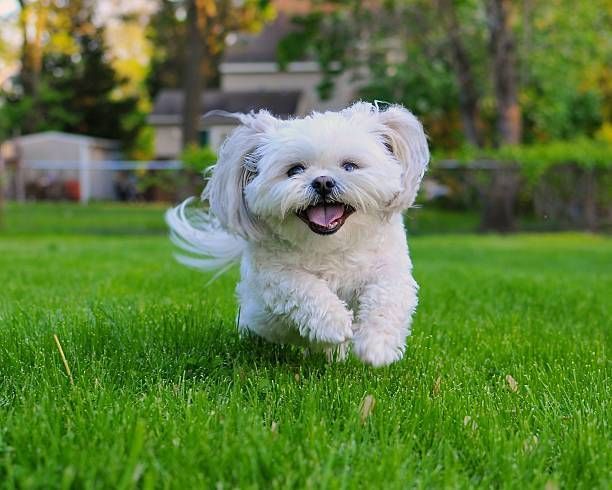 A small white dog is running in the grass.