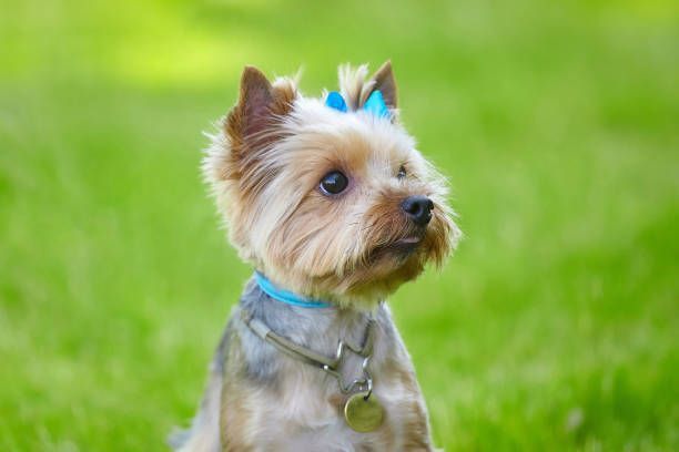 A small dog with a blue bow on its head is sitting in the grass.