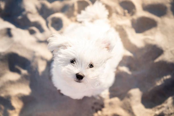 A small white dog is standing on a sandy beach looking up at the camera.