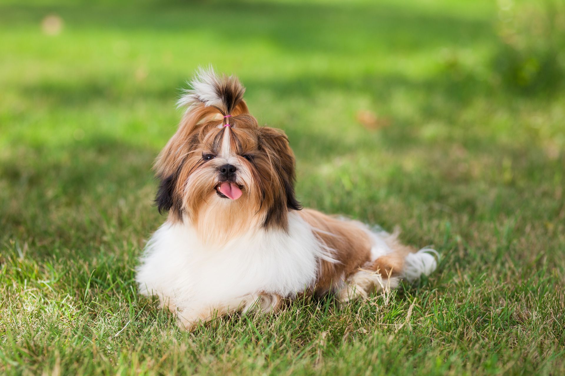 A shih tzu dog is laying in the grass with its tongue out.