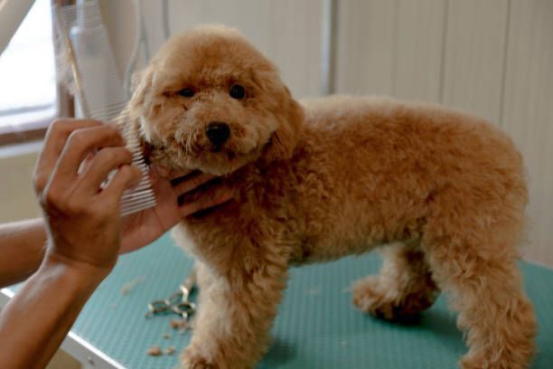 A person is grooming a small brown dog on a table.