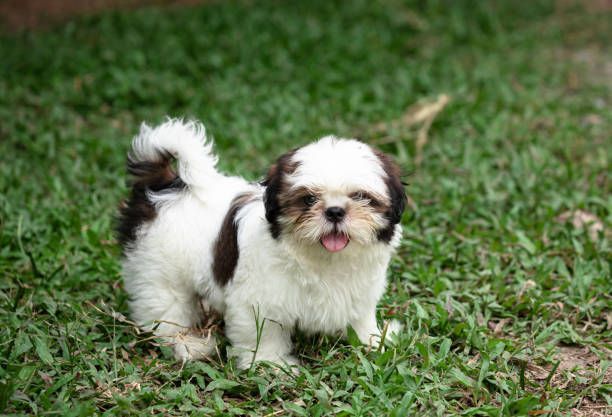 A small white and brown puppy is standing in the grass.