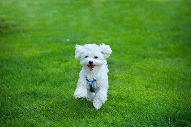 A small white dog is running in the grass.