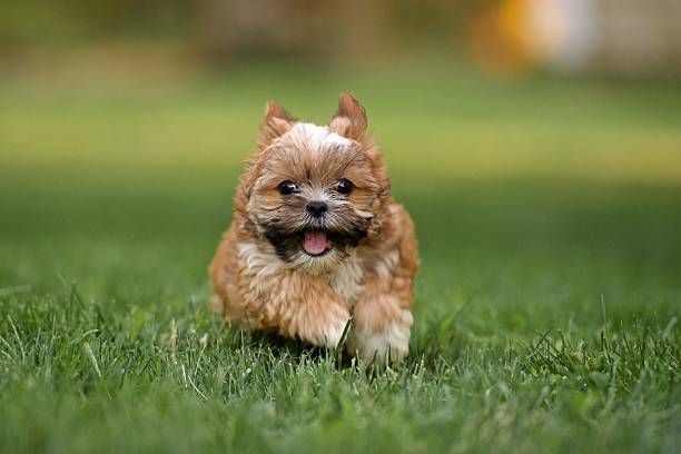 A small brown and white puppy is running in the grass.