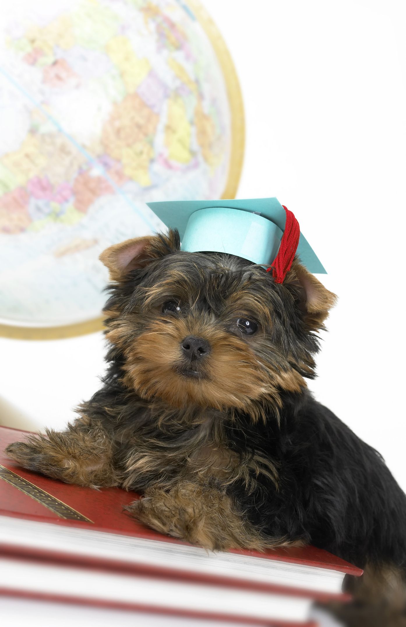 A small dog wearing a graduation cap is laying on top of a stack of books.