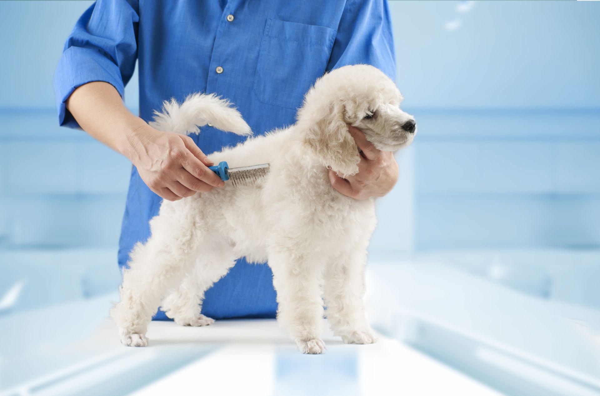 A man is brushing a white poodle with a brush.