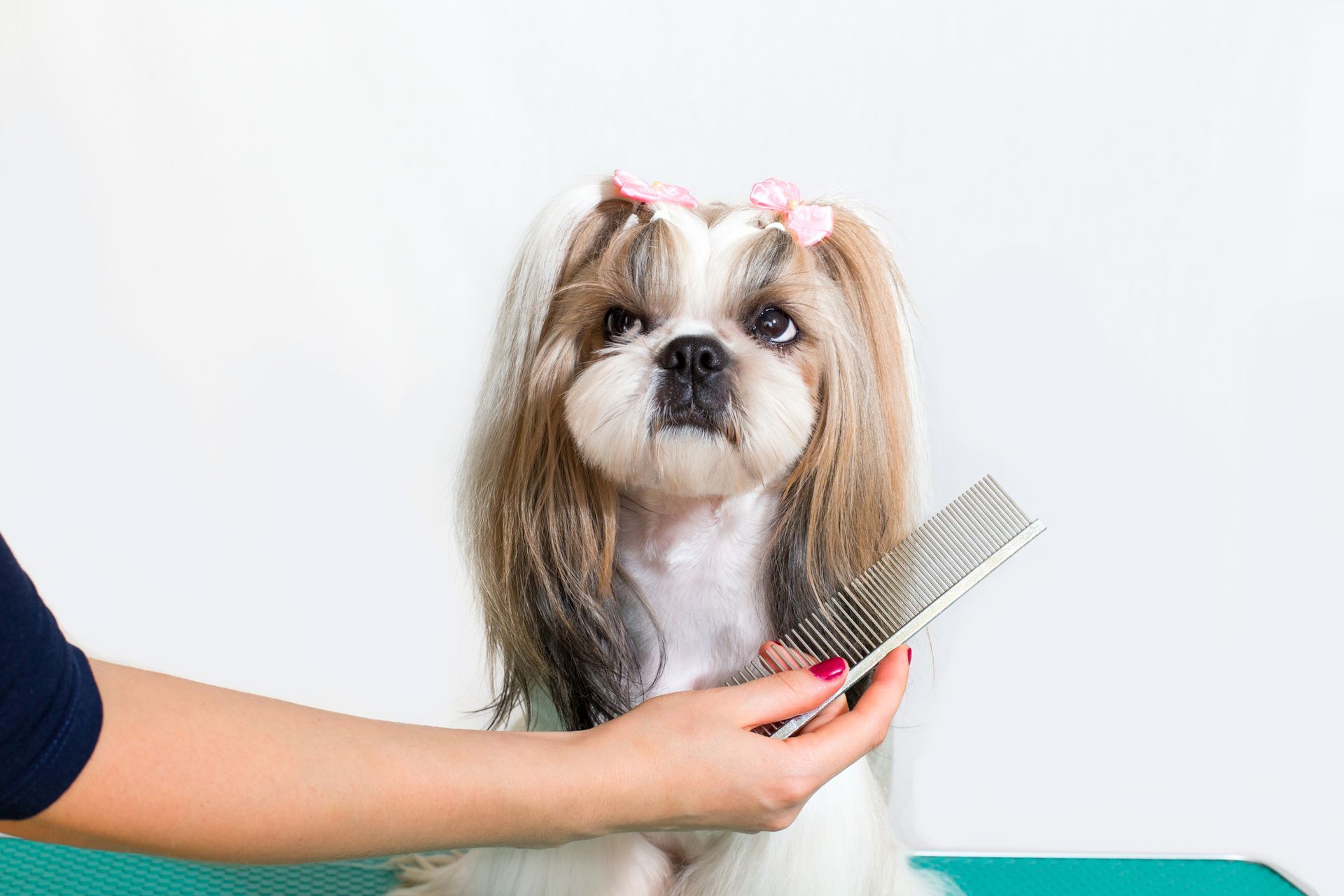 A woman is brushing a shih tzu dog with a comb.