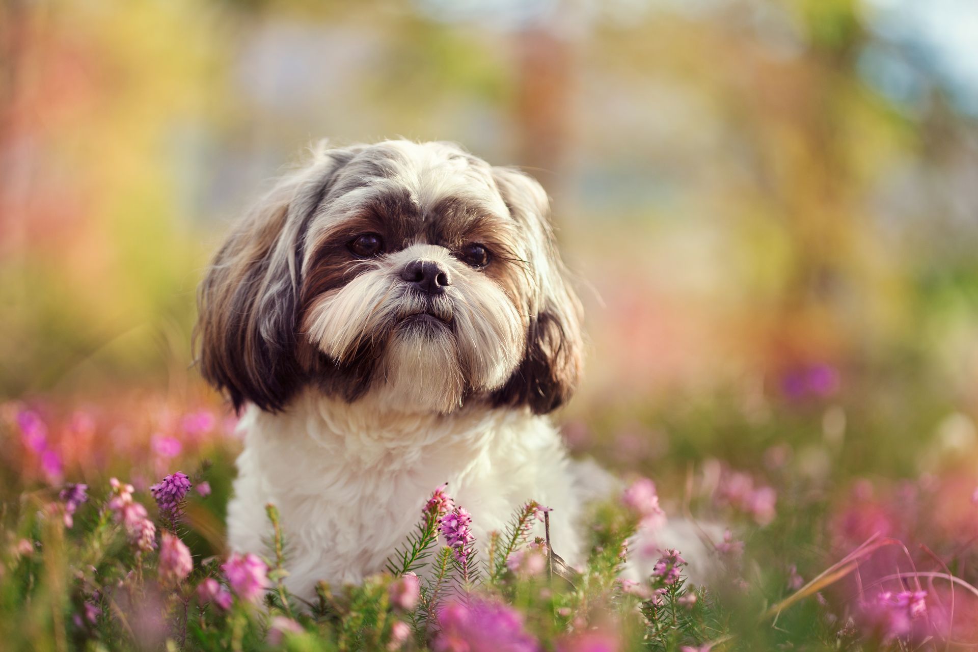 A shih tzu dog is laying in a field of pink flowers.