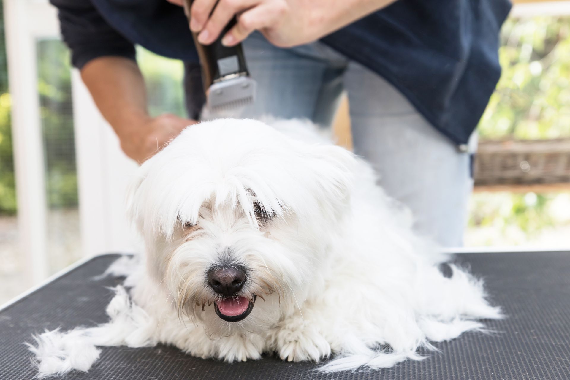 A person is cutting a white dog 's hair with a clipper.