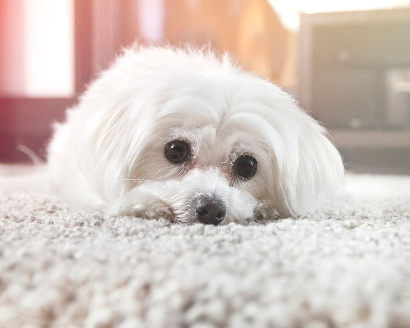 A small white dog is laying on the floor looking at the camera.