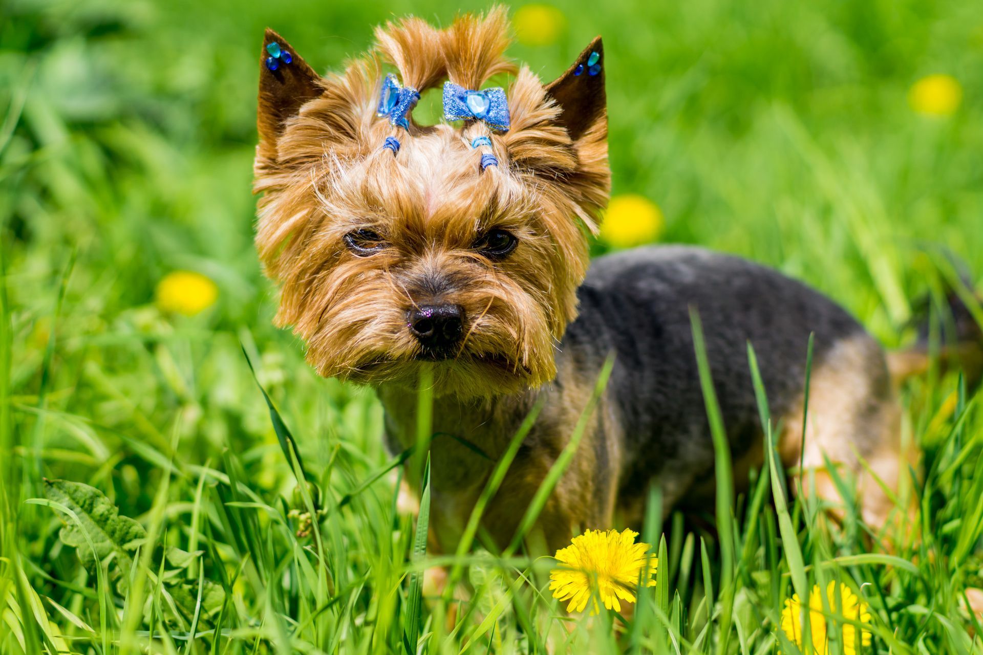 A small dog with a bow on its head is standing in the grass.