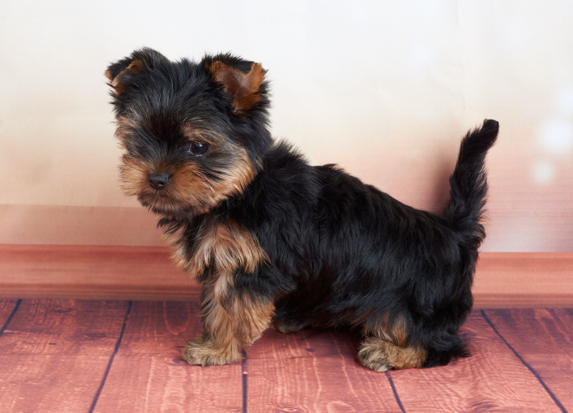 A small black and brown puppy is standing on a wooden floor.