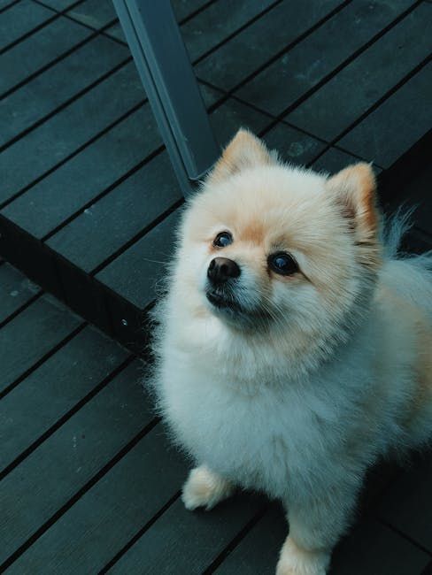 A person is grooming a small brown dog on a table.
