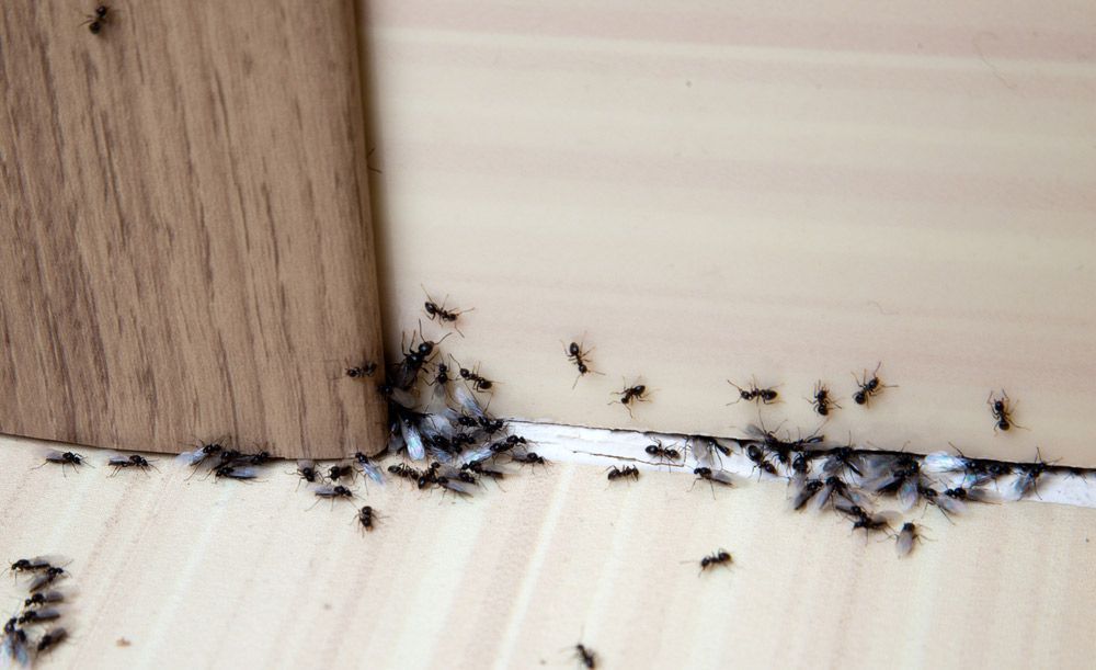 Ants Swarming Along a Crack in Light Wood Flooring, Near a Dark Wood Support  — Pest Pro Whitsundays in Proserpine, QLD
