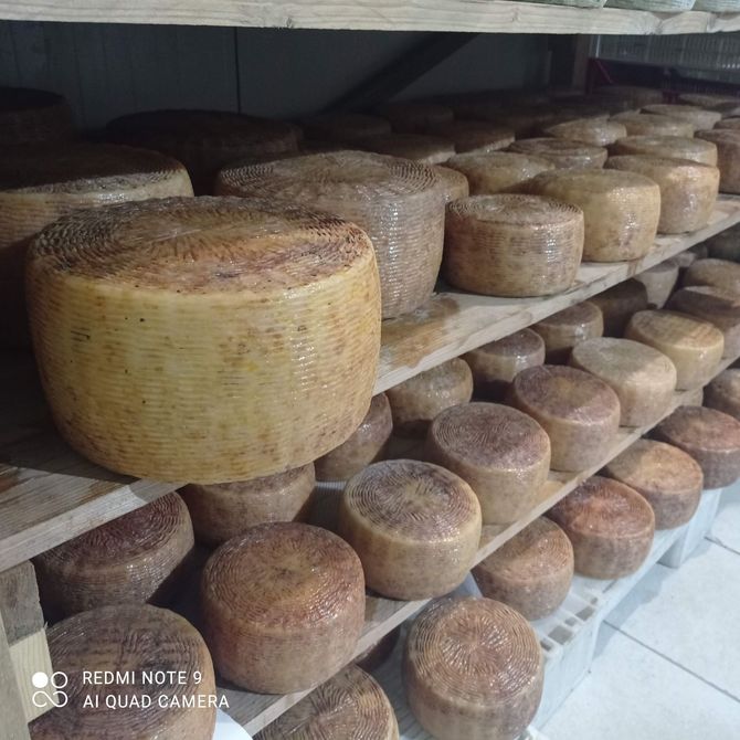 aging cheese