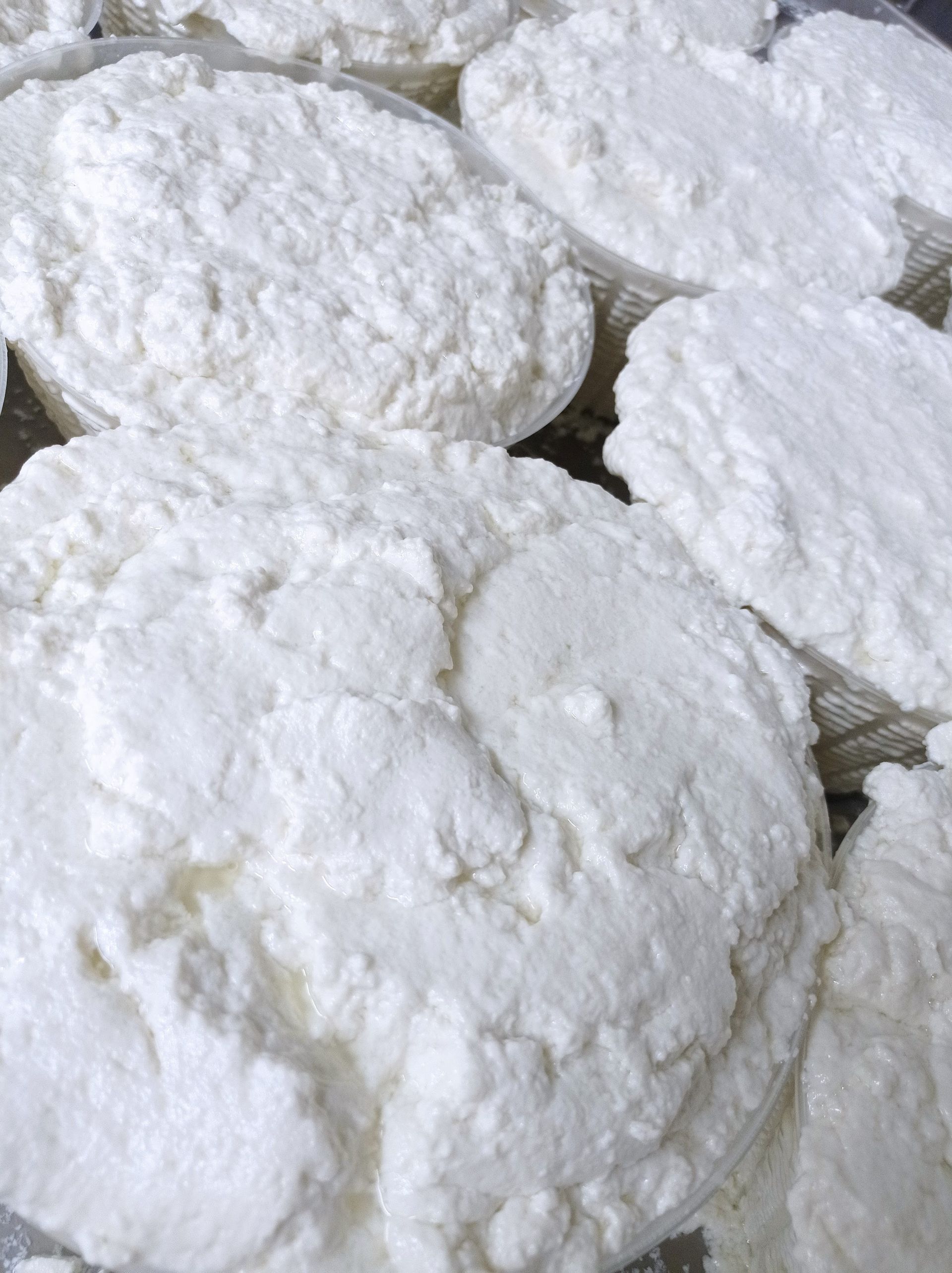 fresh cheese tascolano 6