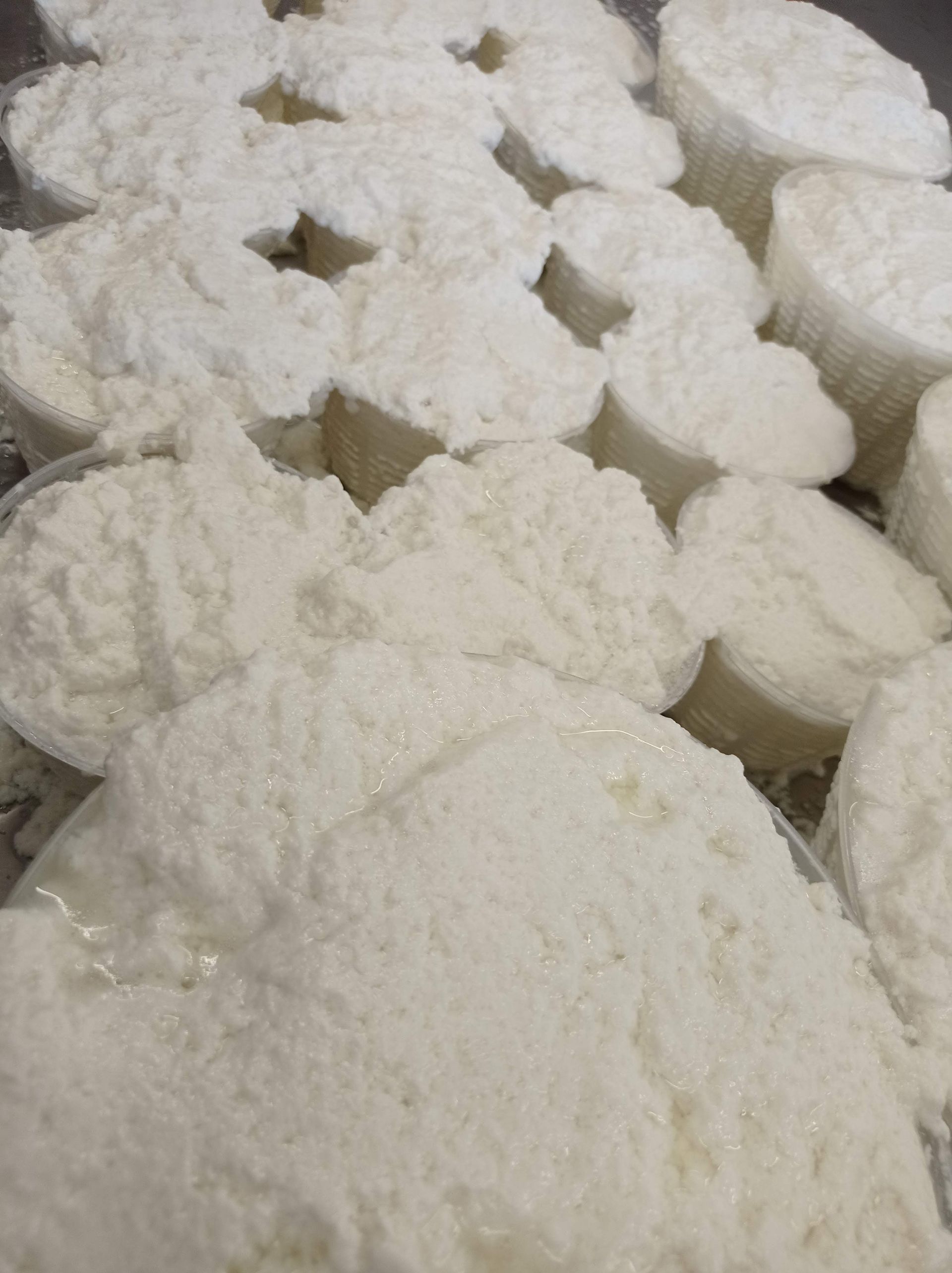 fresh cheese tascolano 8