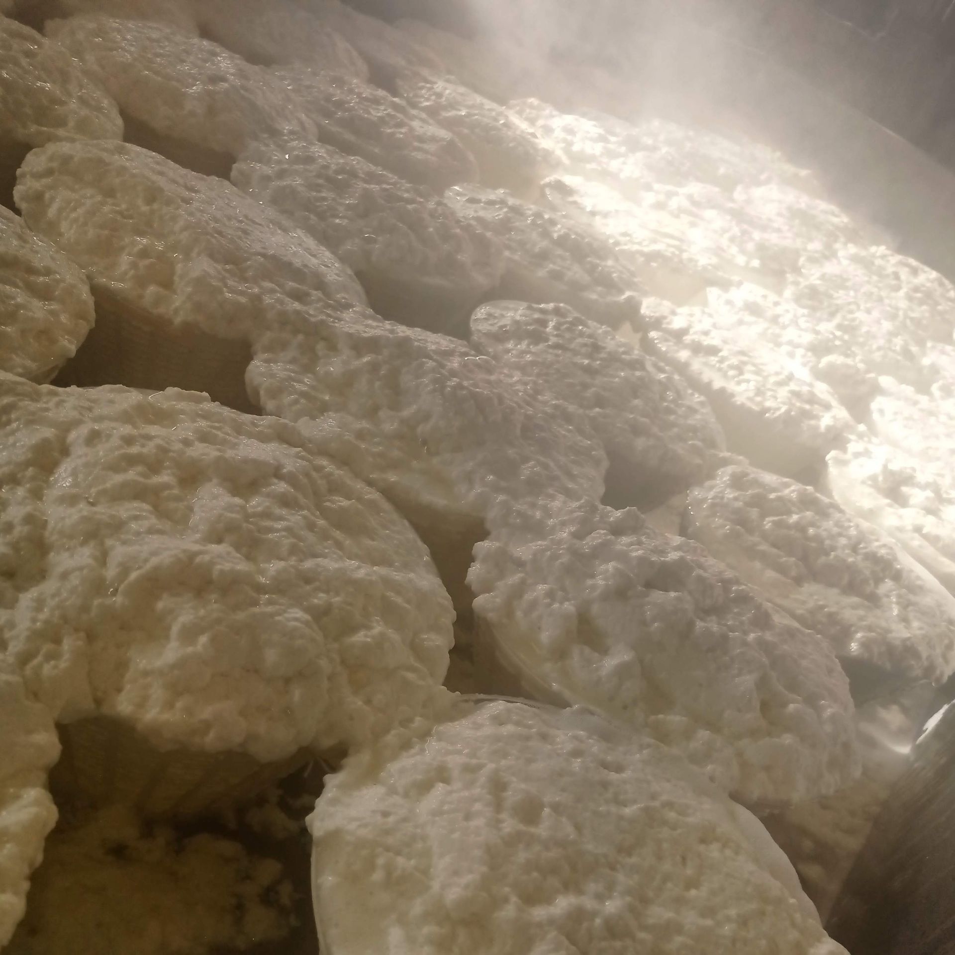 fresh cheese tascolano 7