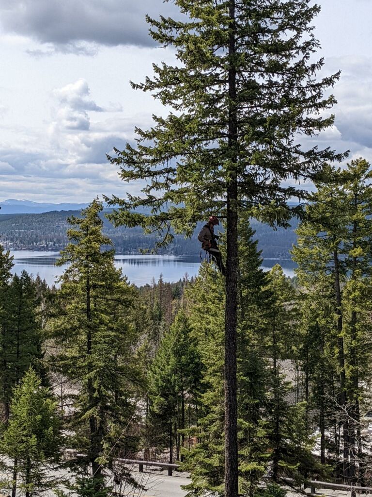 A man is climbing a tree with a lake in the background.