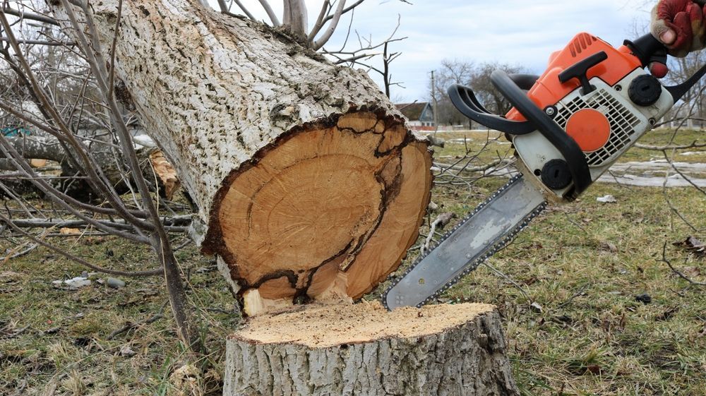 A person is cutting a tree stump with a chainsaw.