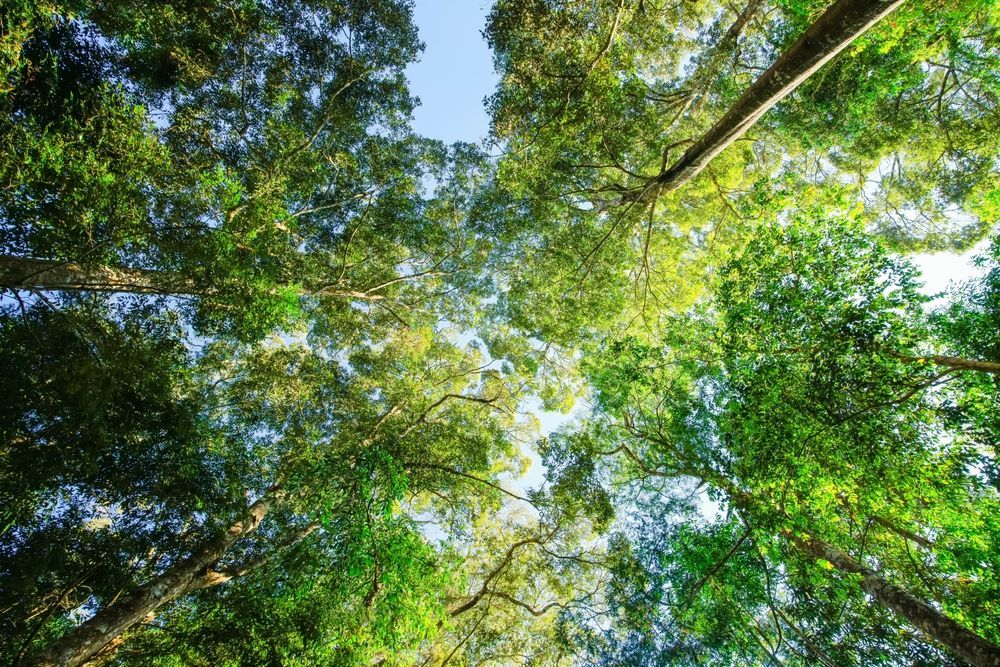 Looking up at the trees in a forest on a sunny day