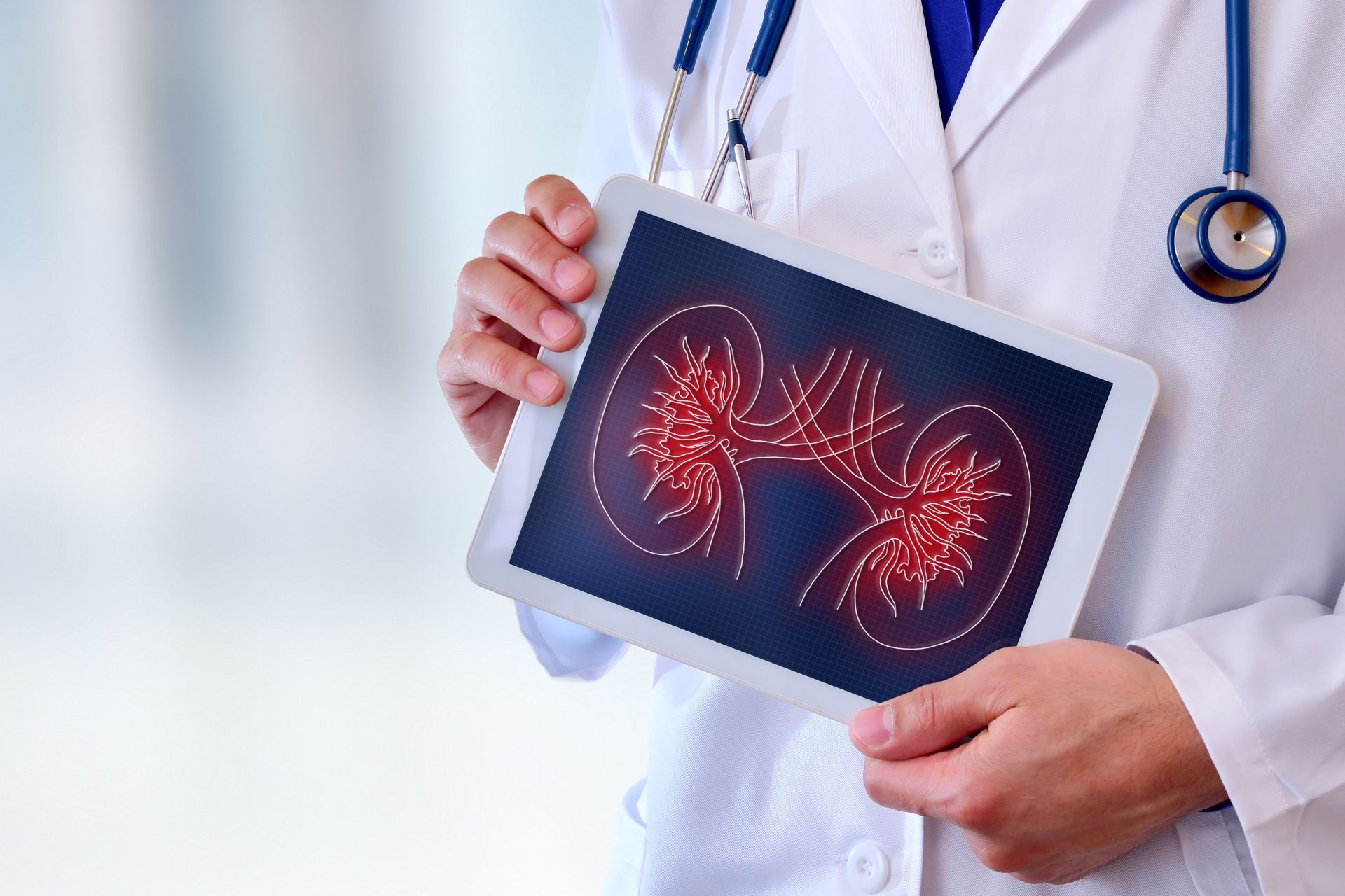 Doctor holding a tablet showing glowing red kidneys on screen