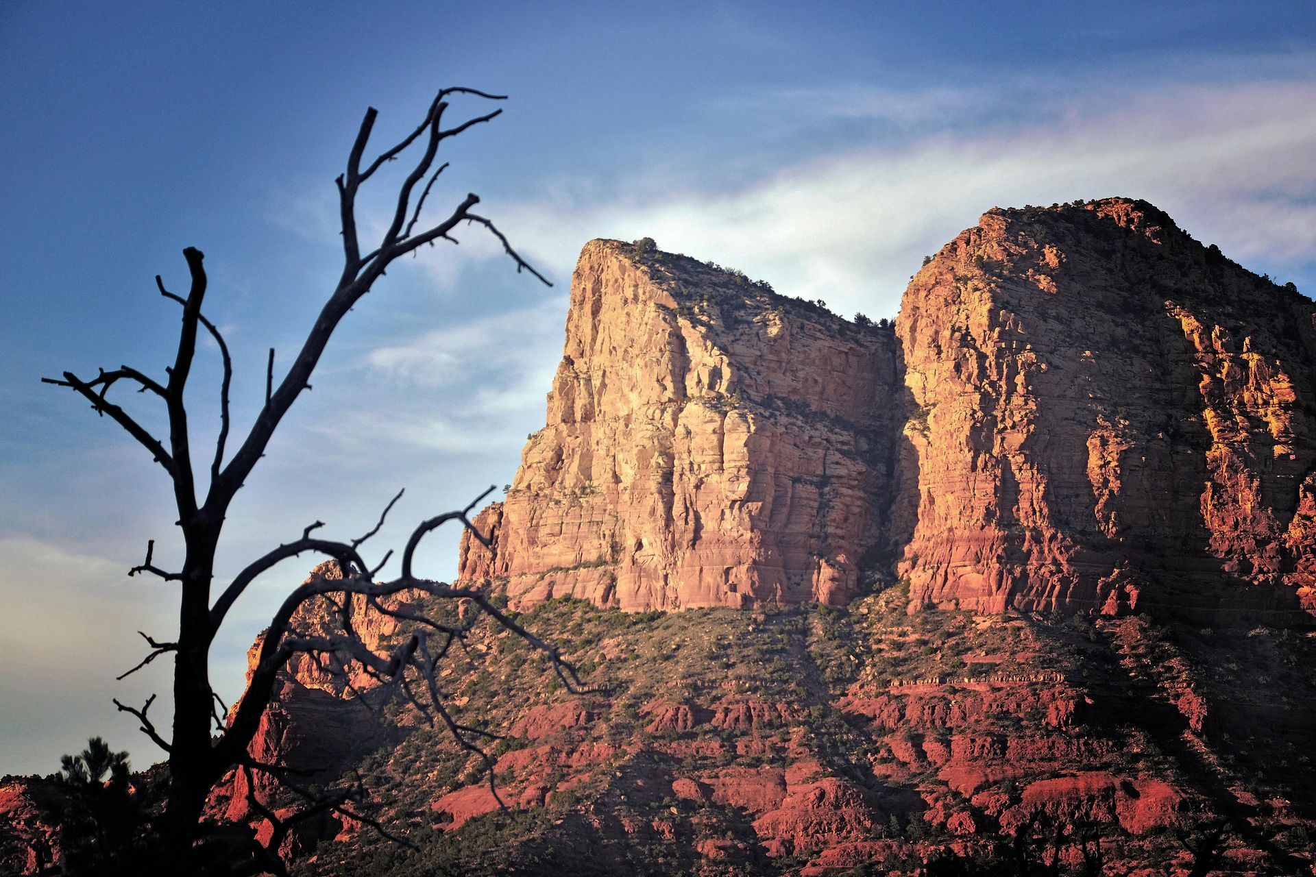 A leafless tree stands in the foreground against massive, sunlit red rock mesas under a blue sky.